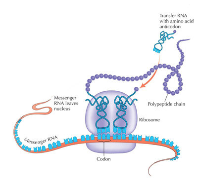 mRNA