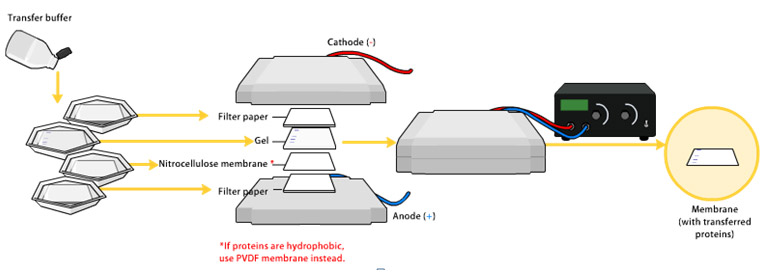 ӡ(Western Blot)תĤ