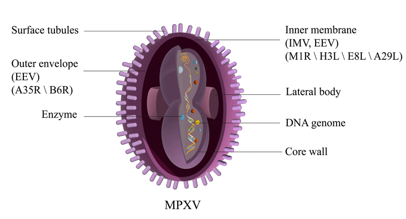 MPXV
