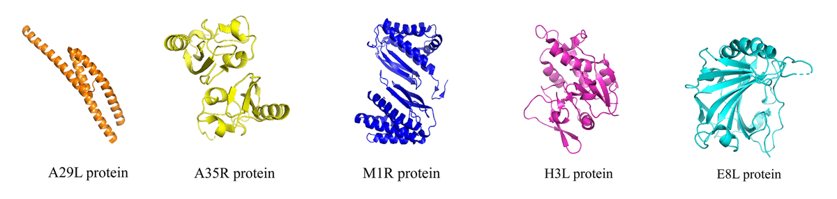 Monkeypox-virus-protein